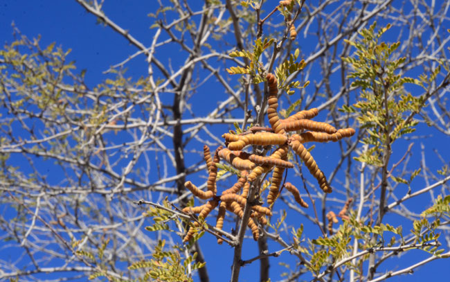 Prosopis pubescens, Screw Bean Mesquite, Southwest Desert Flora Prosopis pubescens, Screw Bean Mesquite, Southwest Desert Flora